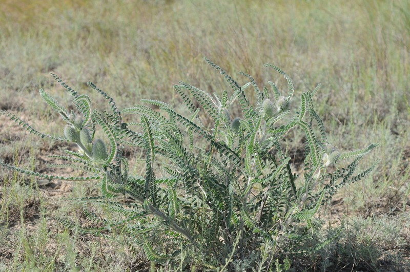 Astragalus alopecias photo 4