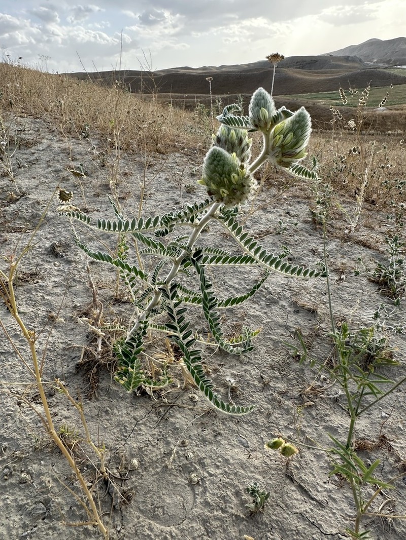 Astragalus alopecias photo 5