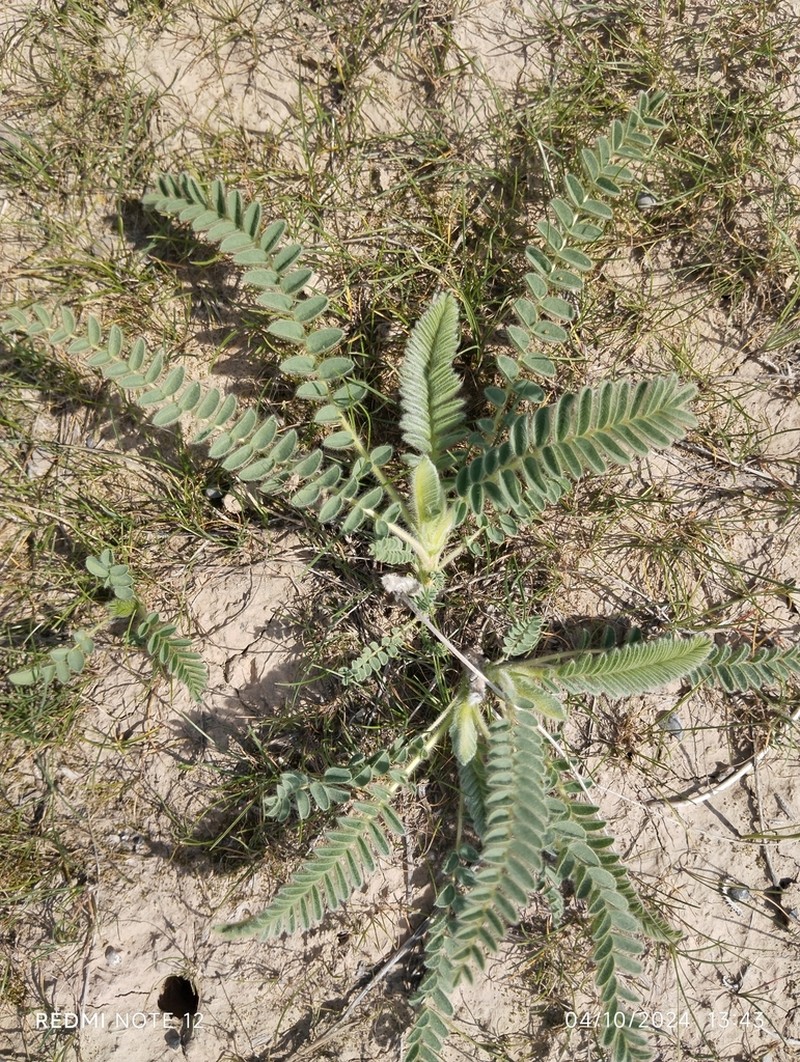 Astragalus alopecias photo 6
