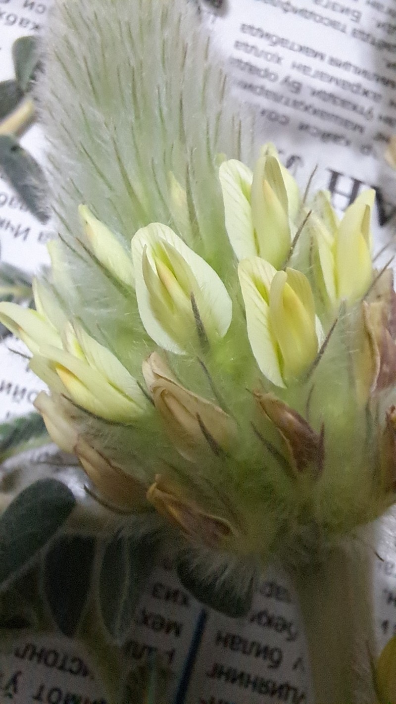 Astragalus alopecias photo 7