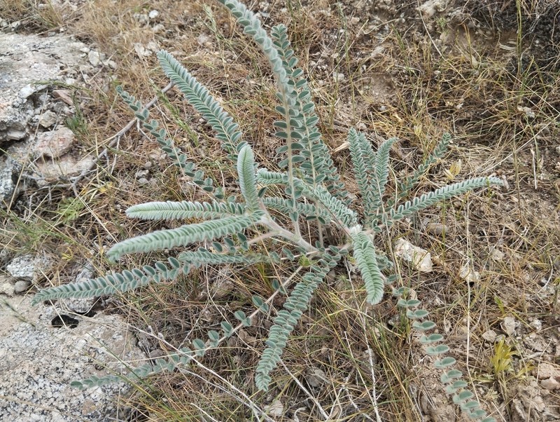 Astragalus alopecias photo 8