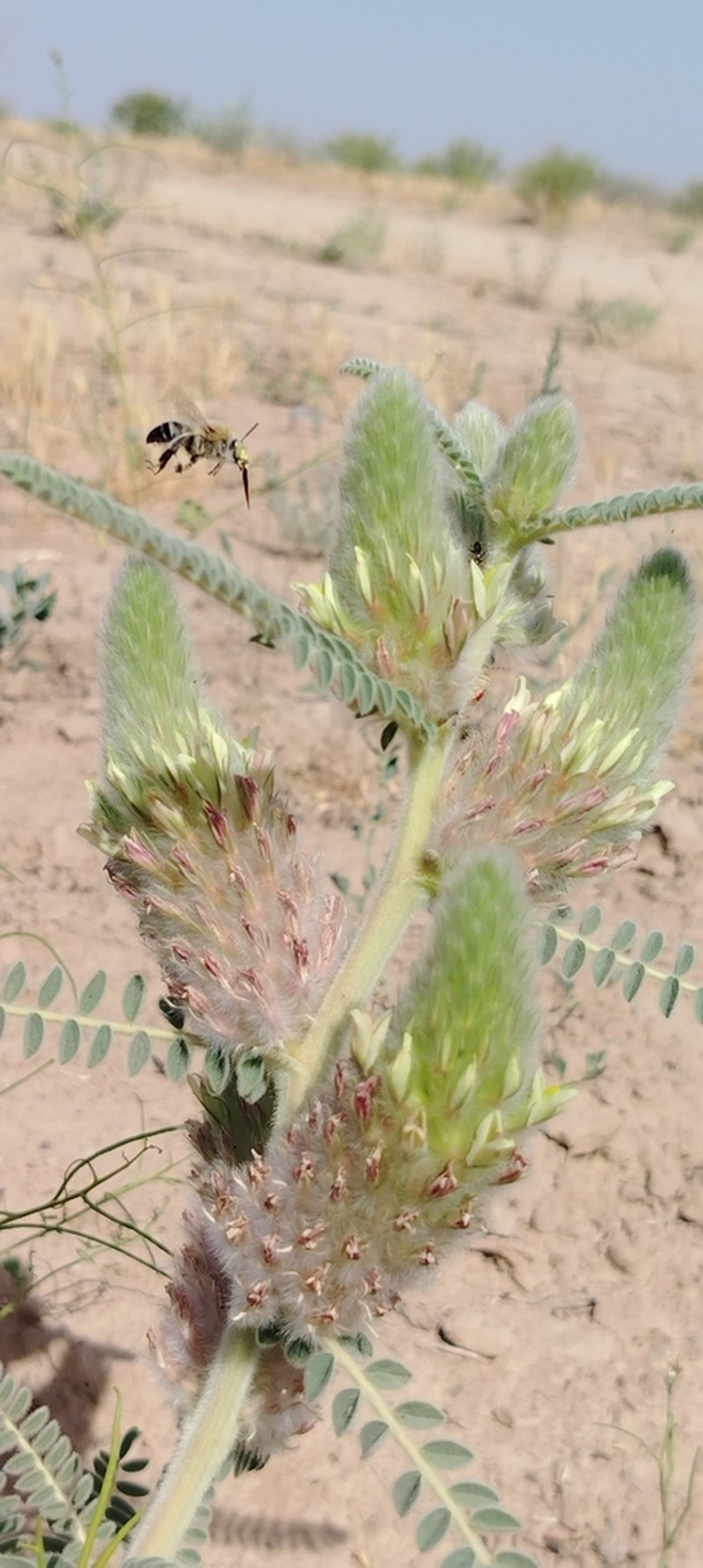Astragalus alopecias