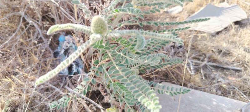 Astragalus alopecias photo 2
