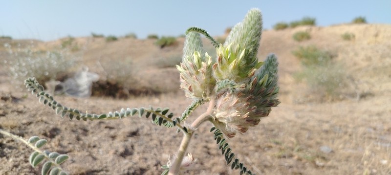 Astragalus alopecias photo 3