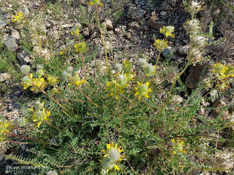Astragalus alopecuroides photo 2