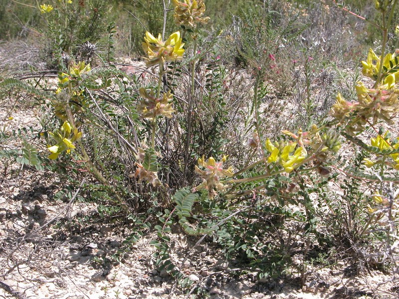 Astragalus alopecuroides photo 3