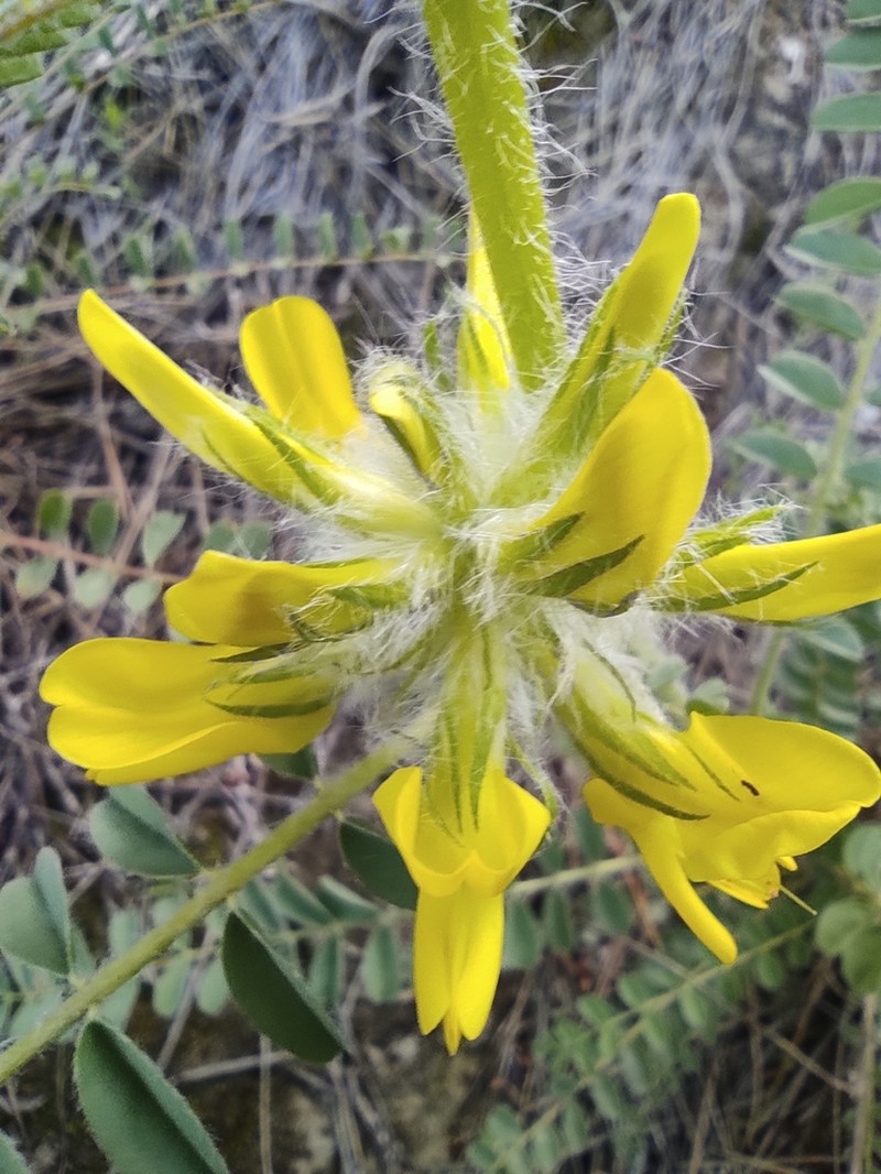 Astragalus alopecuroides photo 4