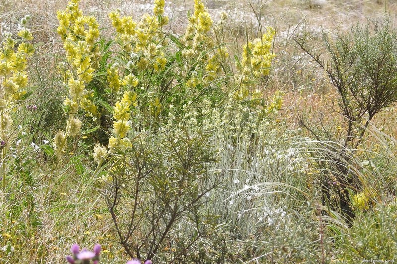 Astragalus alopecuroides photo 5