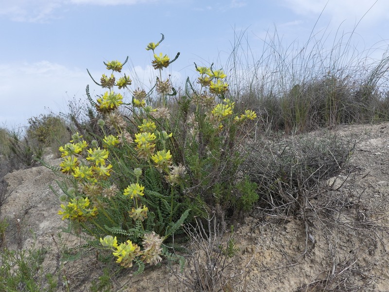 Astragalus alopecuroides photo 6