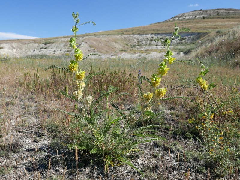 Astragalus alopecuroides photo 7