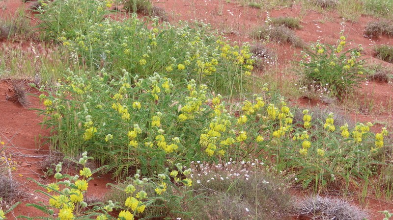 Astragalus alopecuroides photo 8