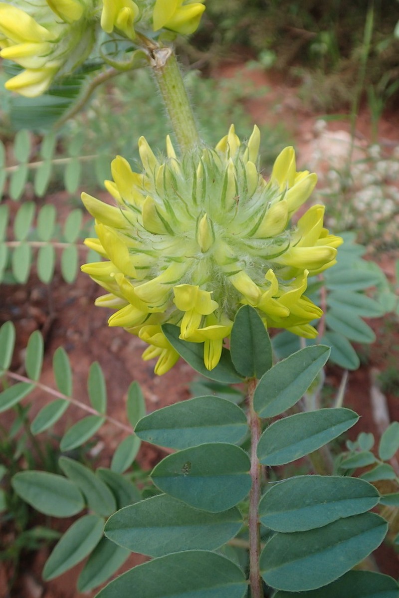 Astragalus alopecuroides