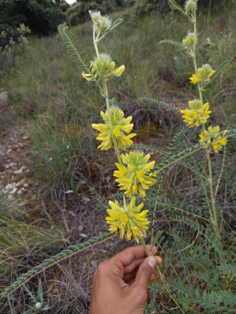Astragalus alopecuroides subsp. alopecuroides