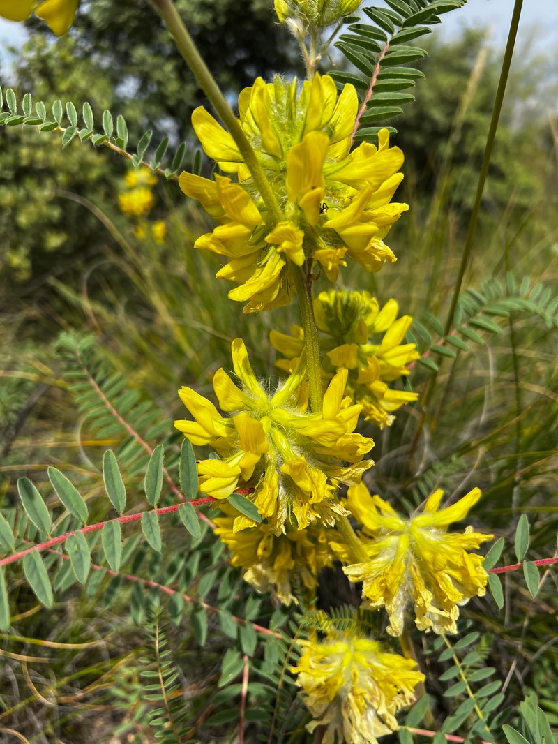 Astragalus alopecuroides subsp. alopecuroides photo 2