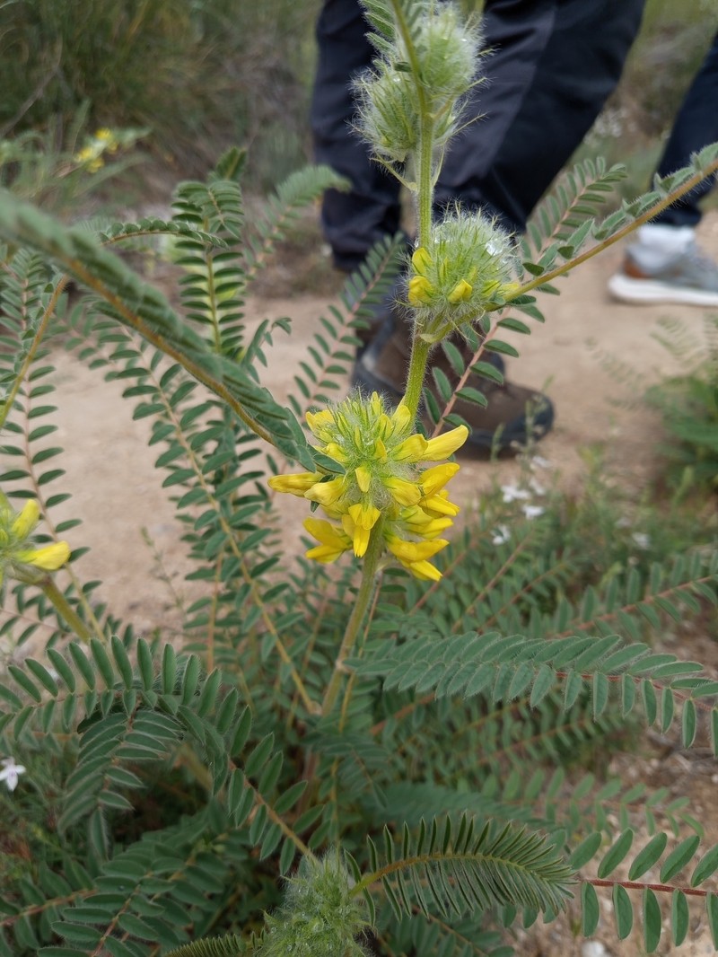 Astragalus alopecuroides subsp. alopecuroides photo 3