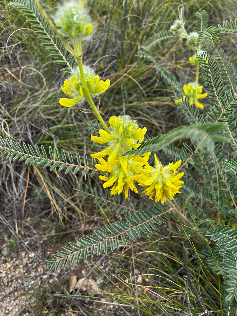 Astragalus alopecuroides subsp. alopecuroides photo 4