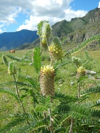 Astragalus alopecurus