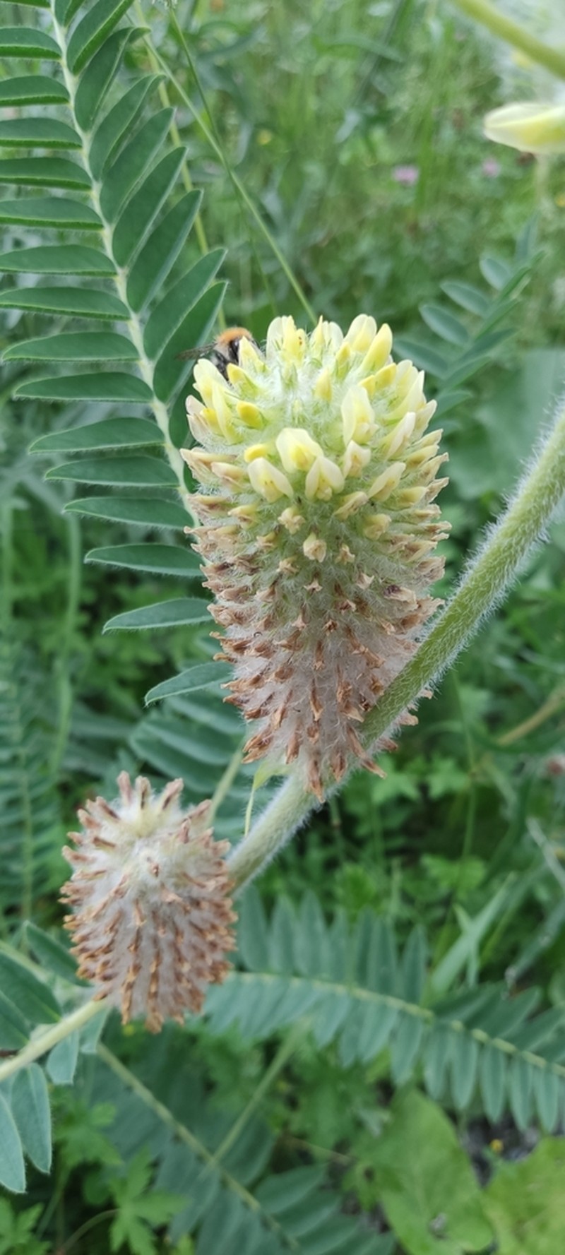 Astragalus alopecurus photo 2