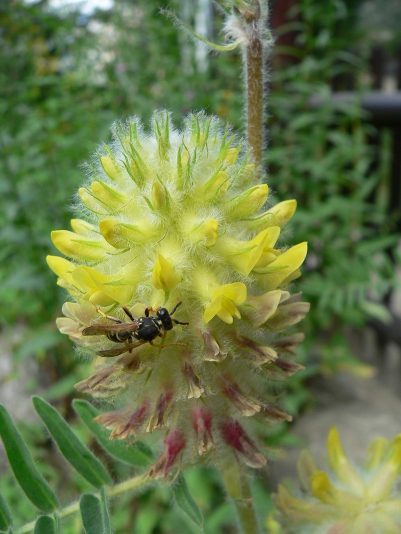 Astragalus alopecurus photo 3