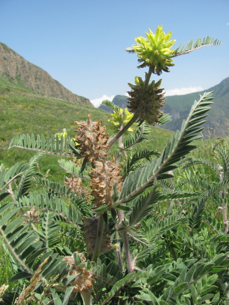 Astragalus alopecurus photo 4