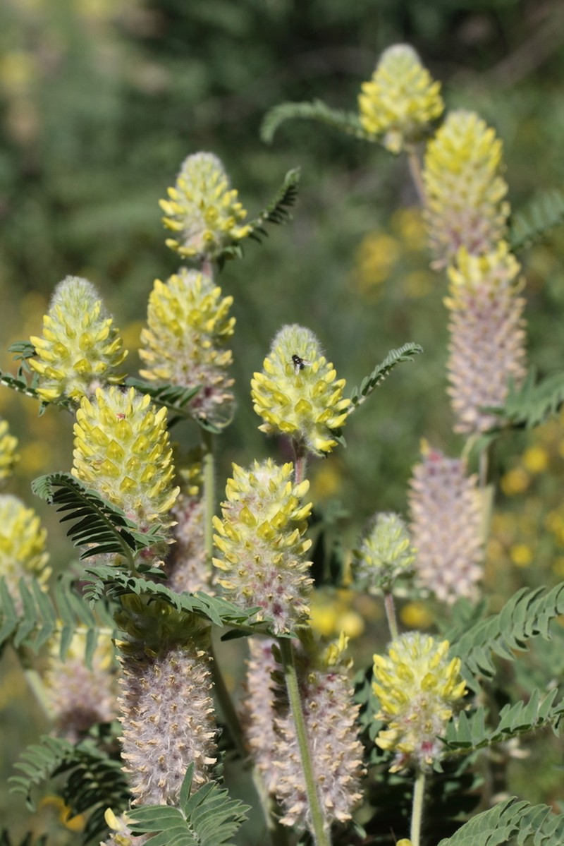 Astragalus alopecurus photo 5