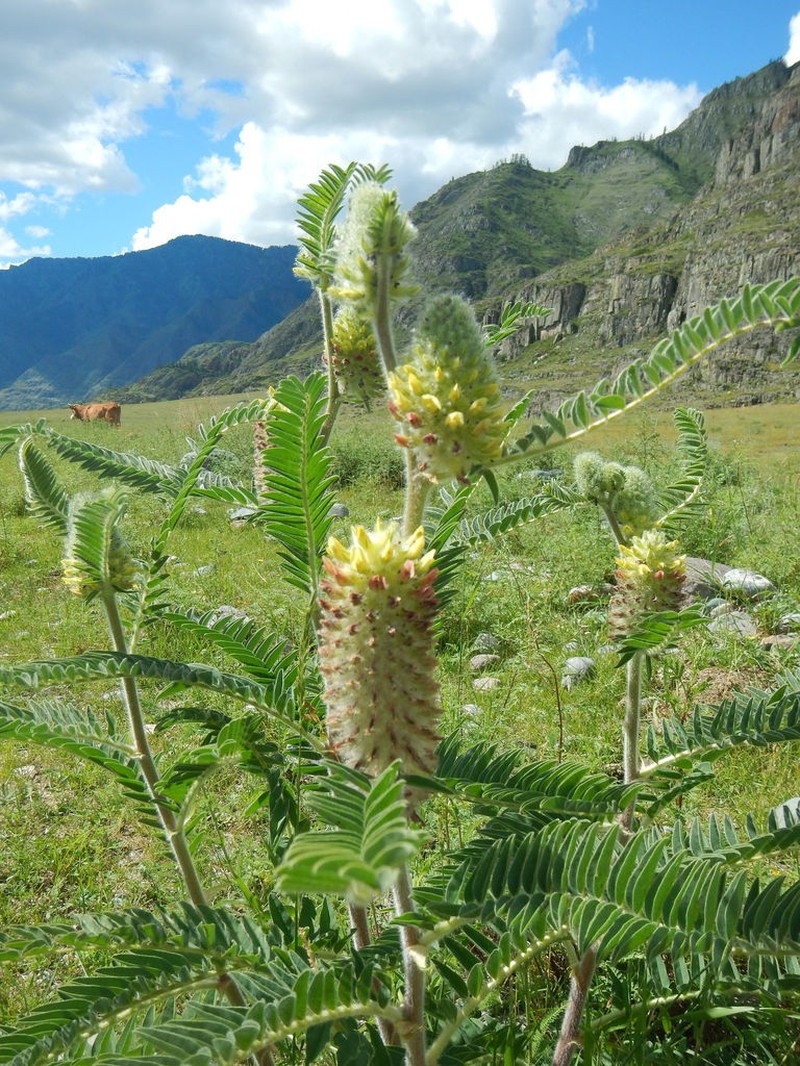 Astragalus centralpinus