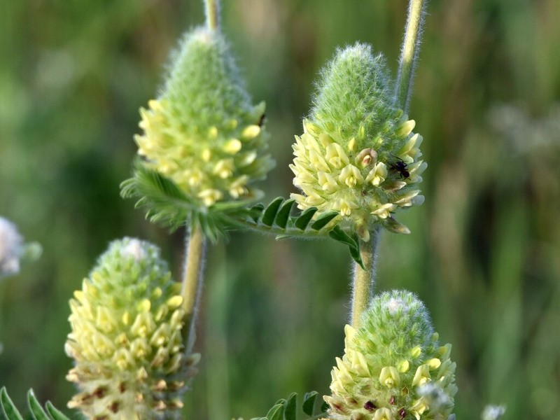 Astragalus centralpinus photo 6
