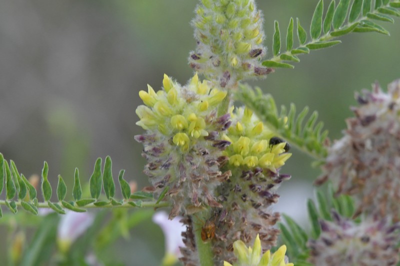 Astragalus centralpinus photo 7