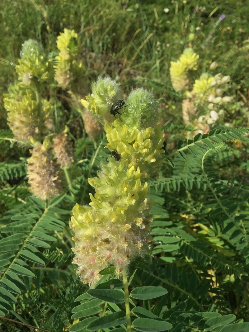 Astragalus centralpinus photo 8