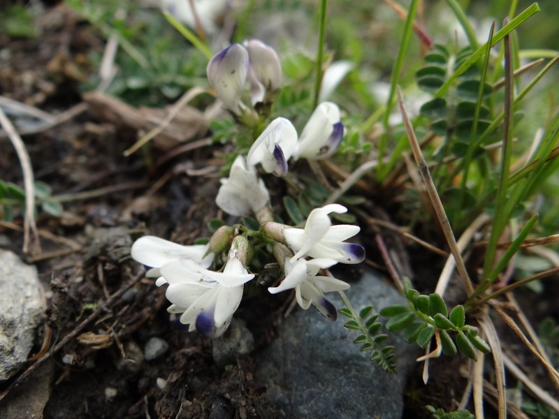 Alpine Milkvetch photo 2