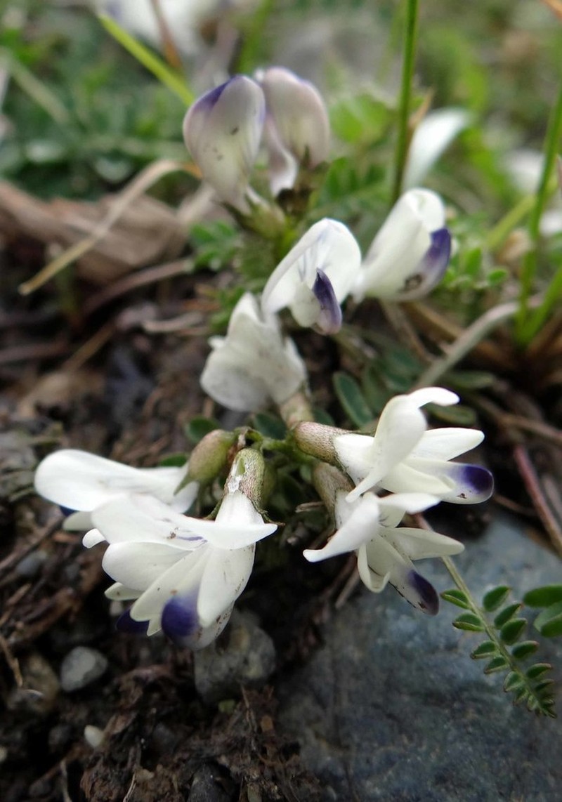 Alpine Milkvetch photo 3
