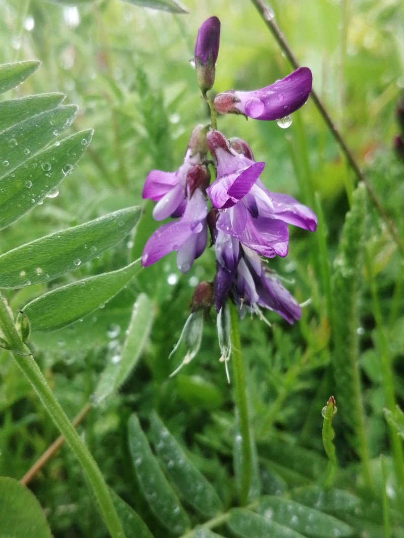 Astragalus alpinus var. alpinus