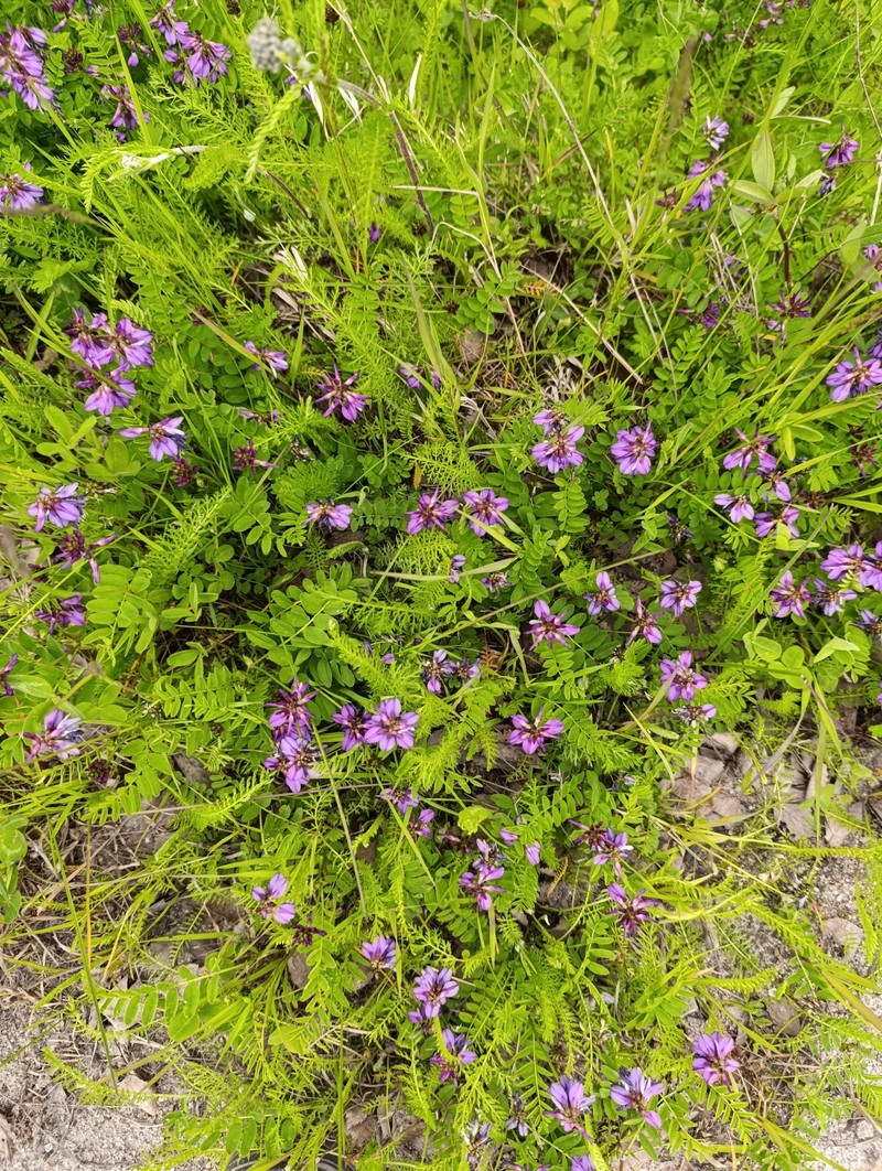 Astragalus alpinus var. alpinus photo 2