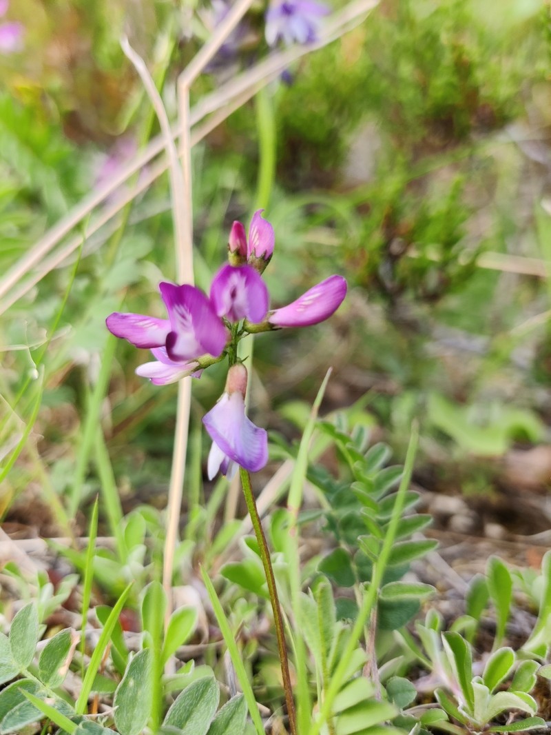 Astragalus alpinus var. alpinus photo 3