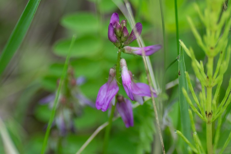 Astragalus alpinus var. alpinus photo 4