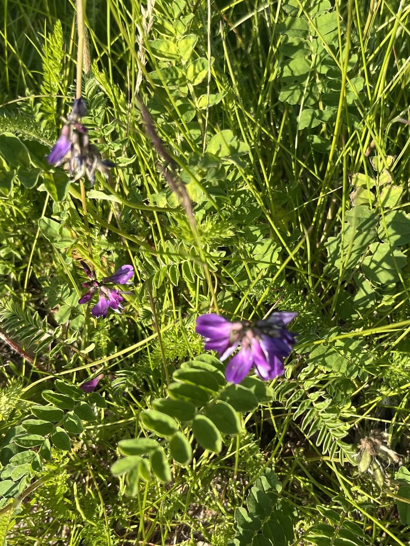 Astragalus alpinus var. alpinus photo 5