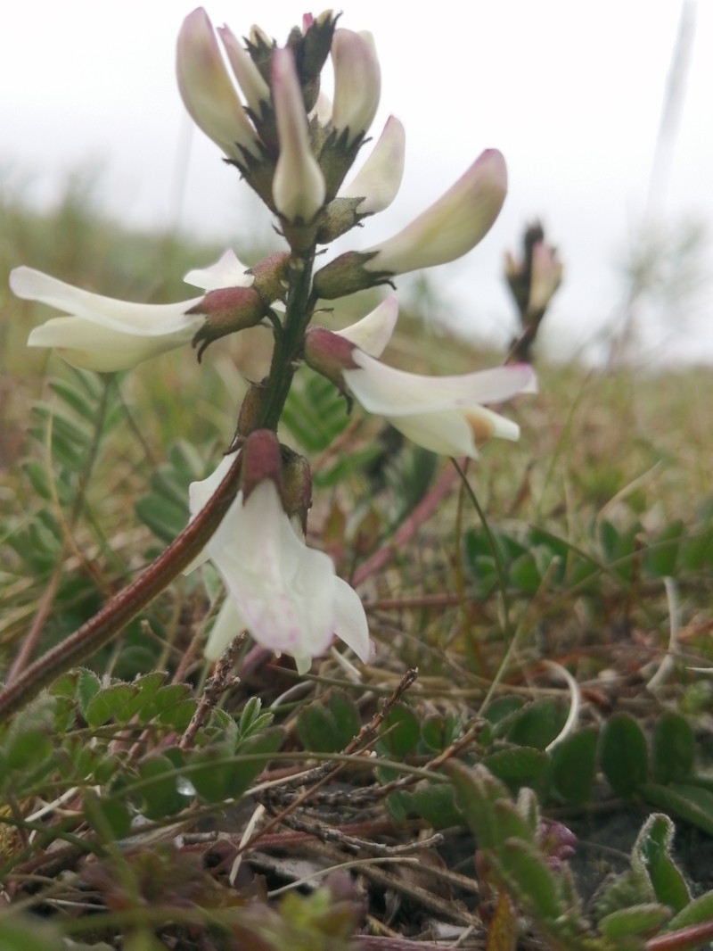 Astragalus alpinus var. alpinus photo 6