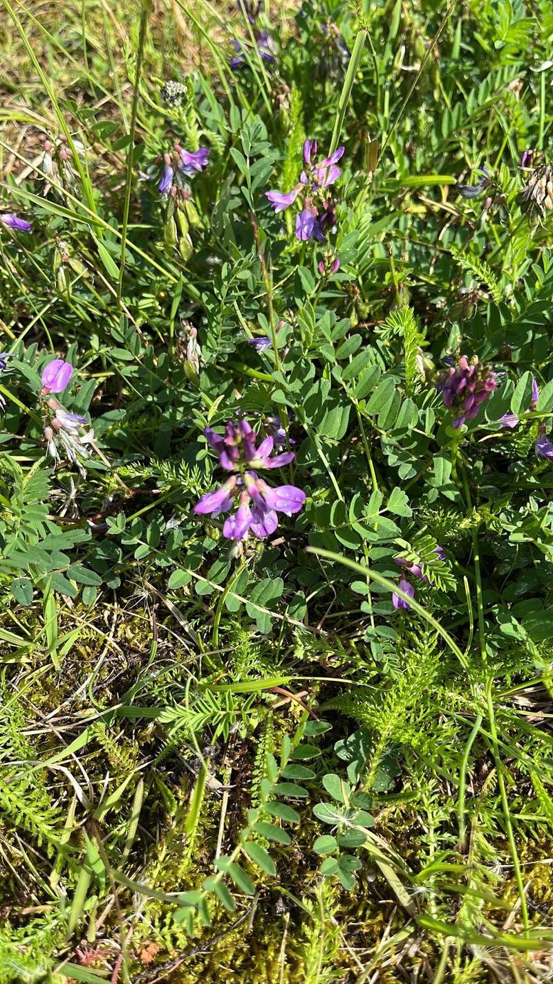 Astragalus alpinus var. alpinus photo 7