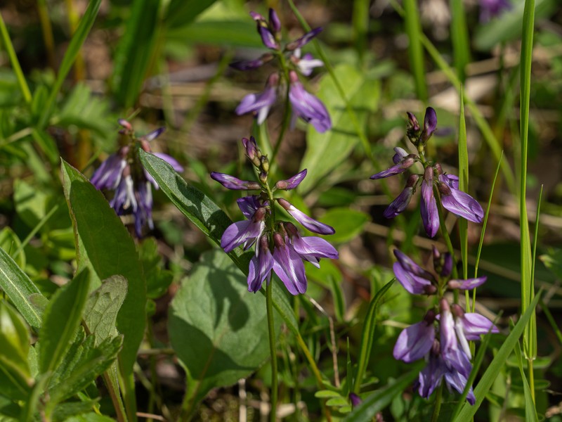 Astragalus alpinus var. alpinus photo 8