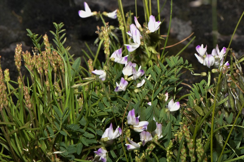 Astragalus alpinus var. brunetianus photo 2