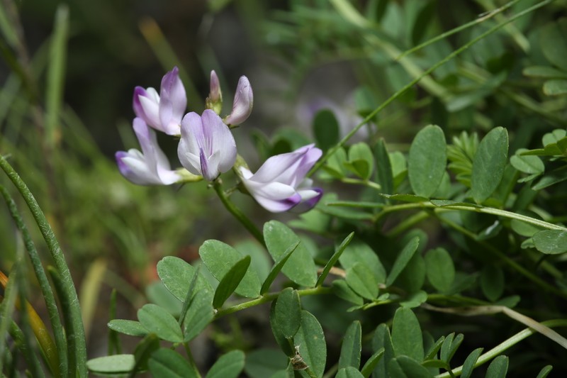 Astragalus alpinus var. brunetianus photo 3