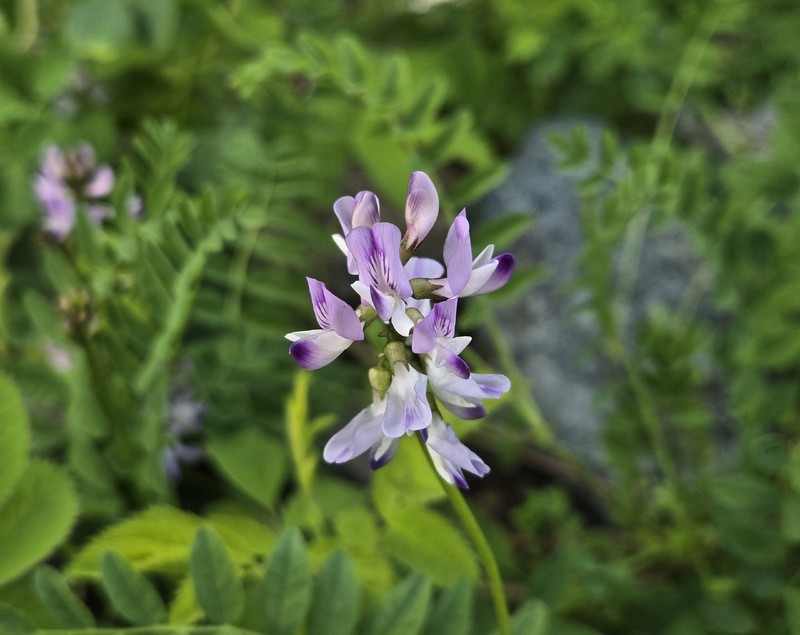 Astragalus alpinus var. brunetianus photo 4