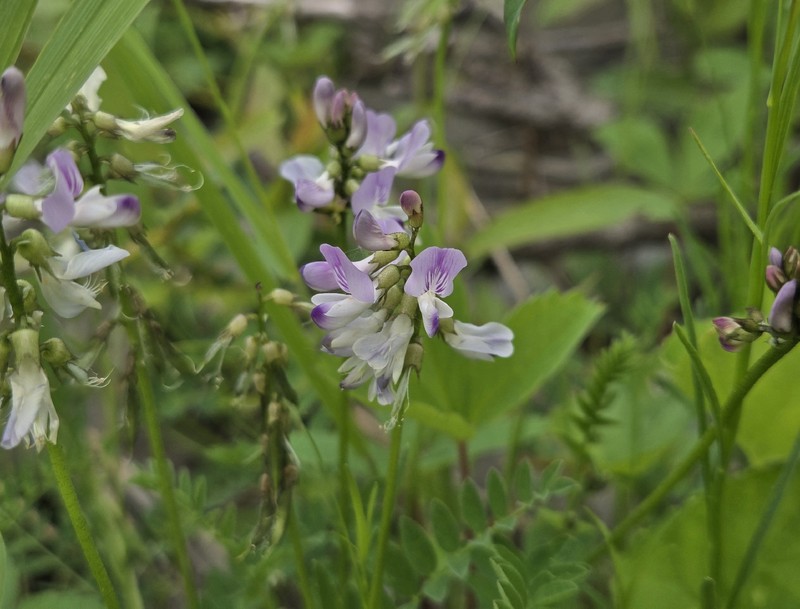 Astragalus alpinus var. brunetianus photo 5