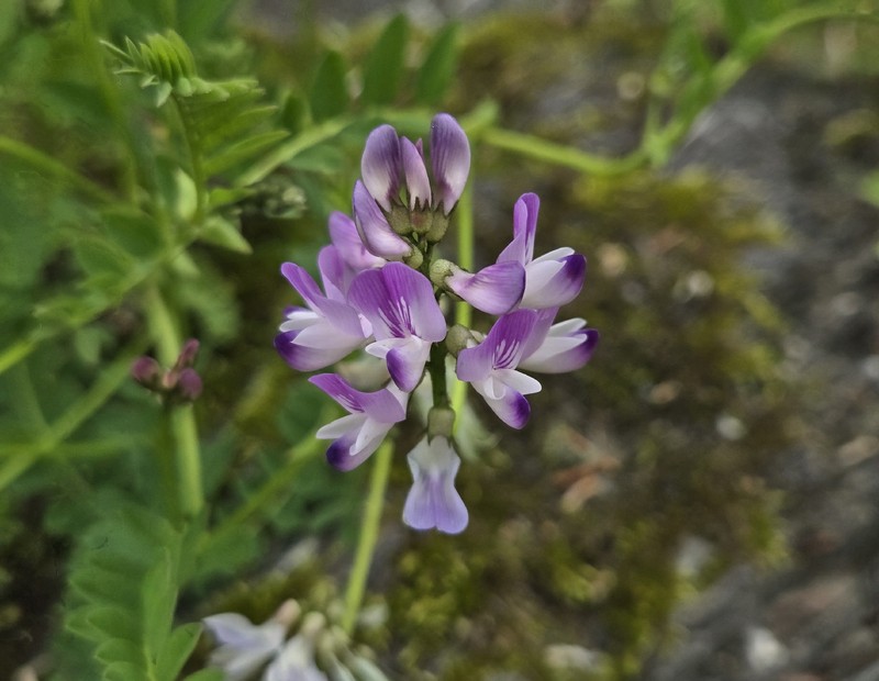 Astragalus alpinus var. brunetianus photo 6