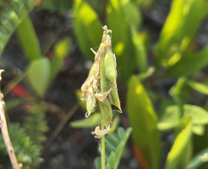 Astragalus alpinus var. brunetianus photo 7