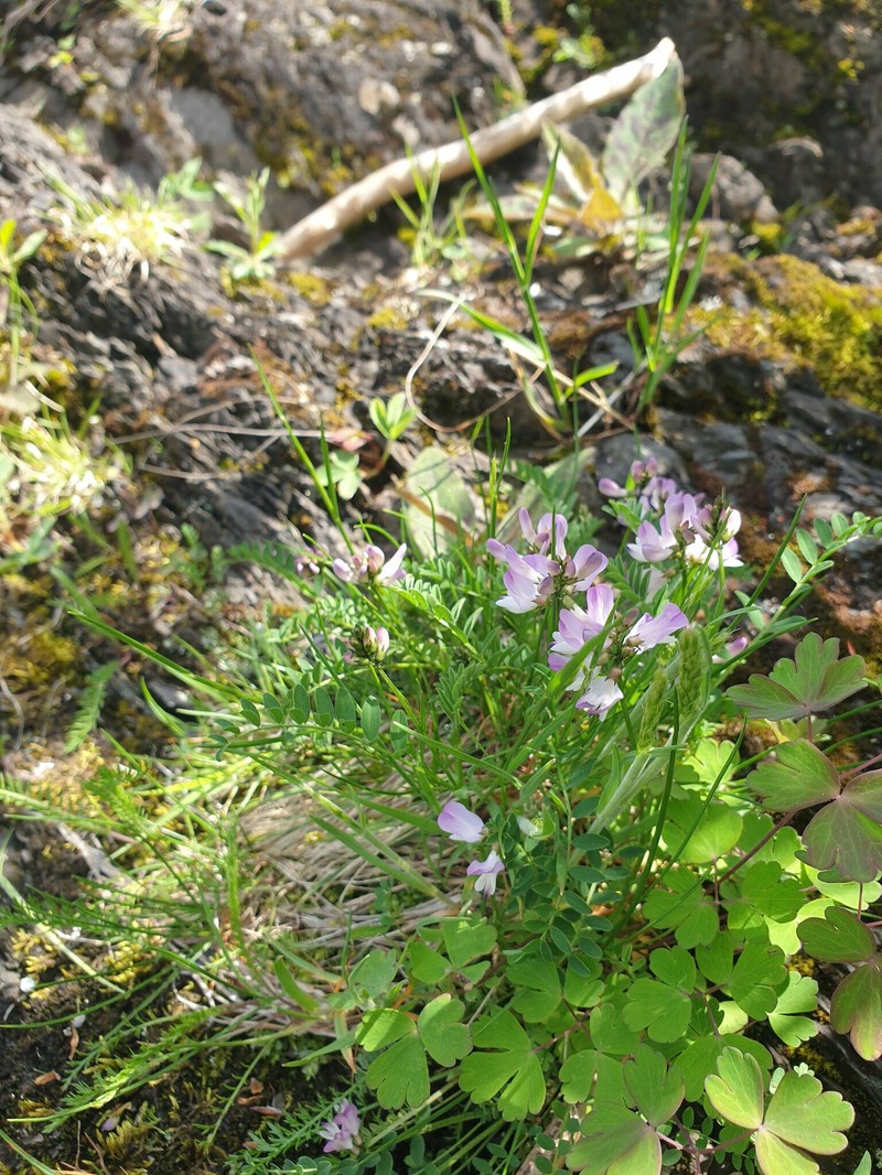 Astragalus alpinus var. brunetianus photo 8