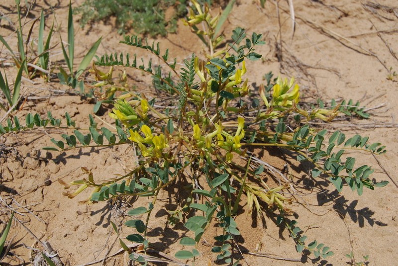 Astragalus altaicola photo 3