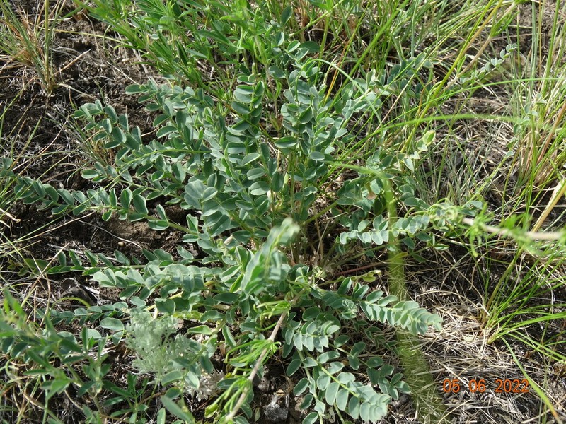 Astragalus altaicola photo 4