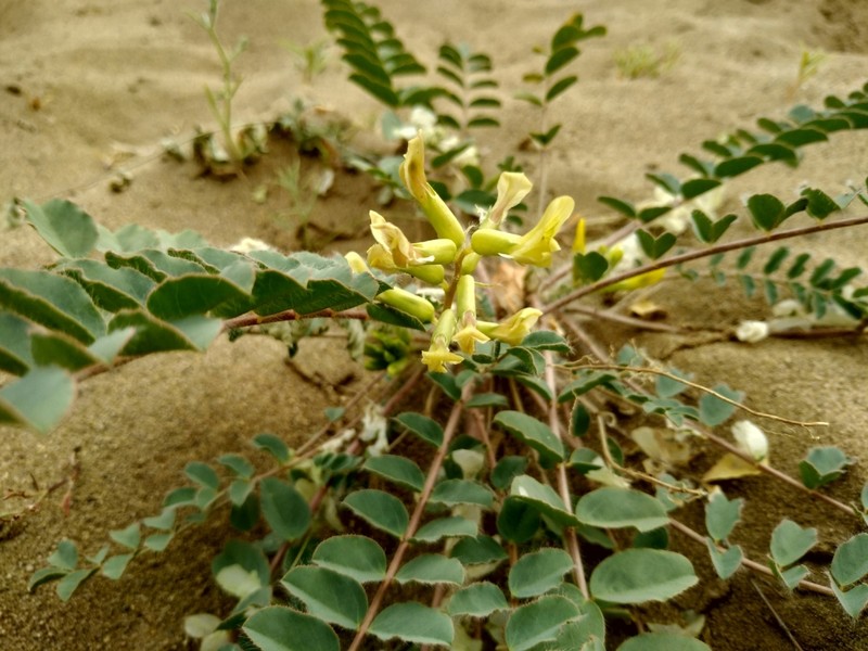 Astragalus altaicola photo 5