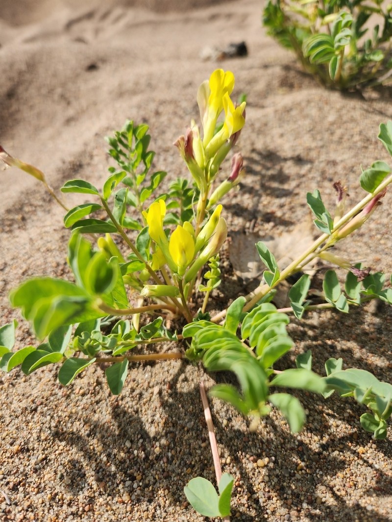 Astragalus altaicola photo 6